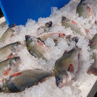 Fresh harvested Chesapeake fish displayed at the dock