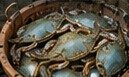 Basket of blue crabs from a current harvest