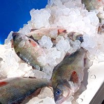 Fish Alert recipients receiving notice of incoming seafood