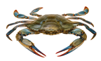 Blue crab