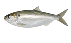 Menhaden / bait fish