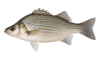 White perch