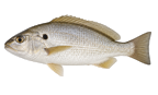 Spot fish