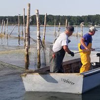 Working watermen harvesting local seafood on the water